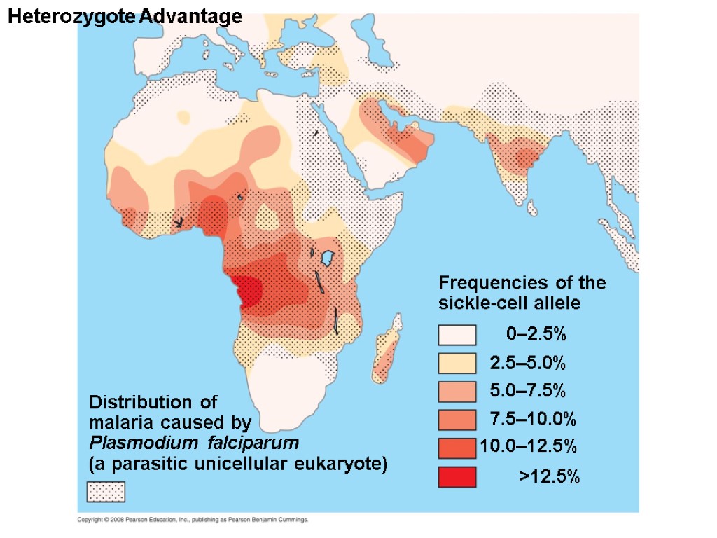 Heterozygote Advantage 0–2.5% Distribution of malaria caused by Plasmodium falciparum (a parasitic unicellular eukaryote)